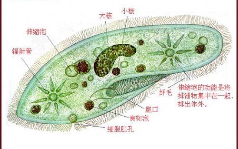【日常】观察实验,给大家看看草履虫吧哔哩哔哩bilibili