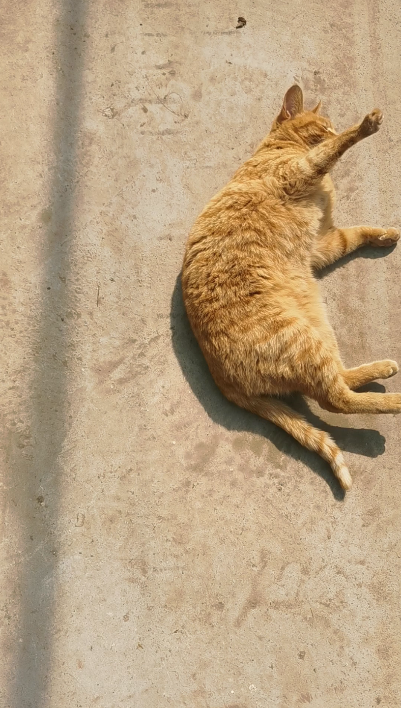 晒太阳的橘猫