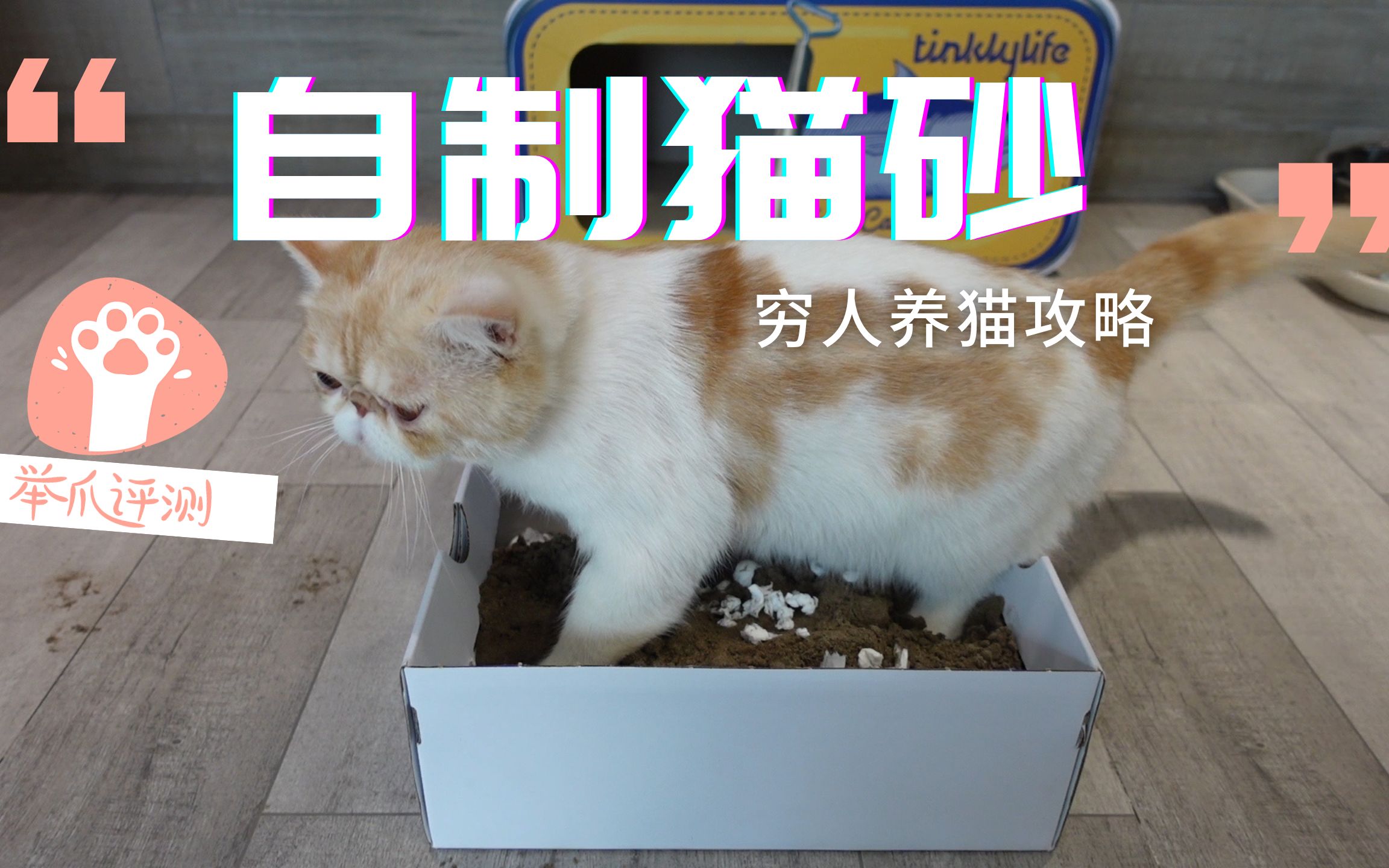 穷人养猫 连猫砂都可以自制!直呼好家伙!哔哩哔哩bilibili