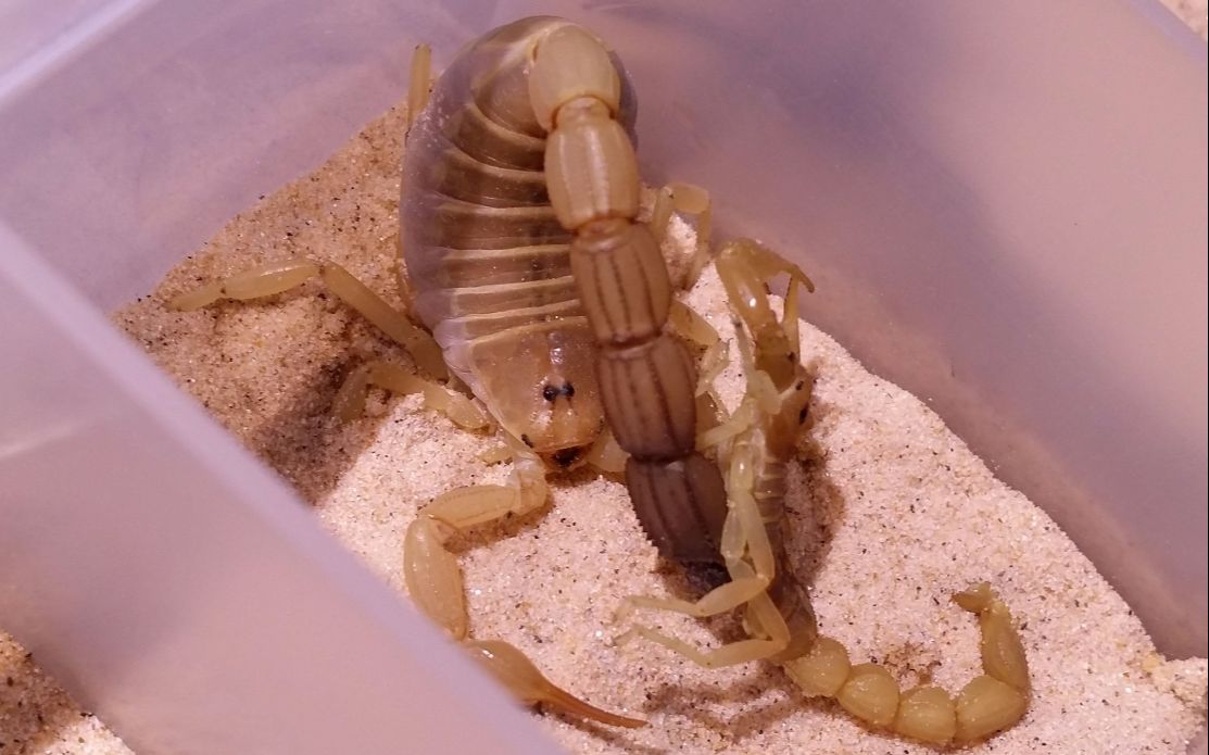 【蝎子】南方杀人蝎androctonus australis捕食