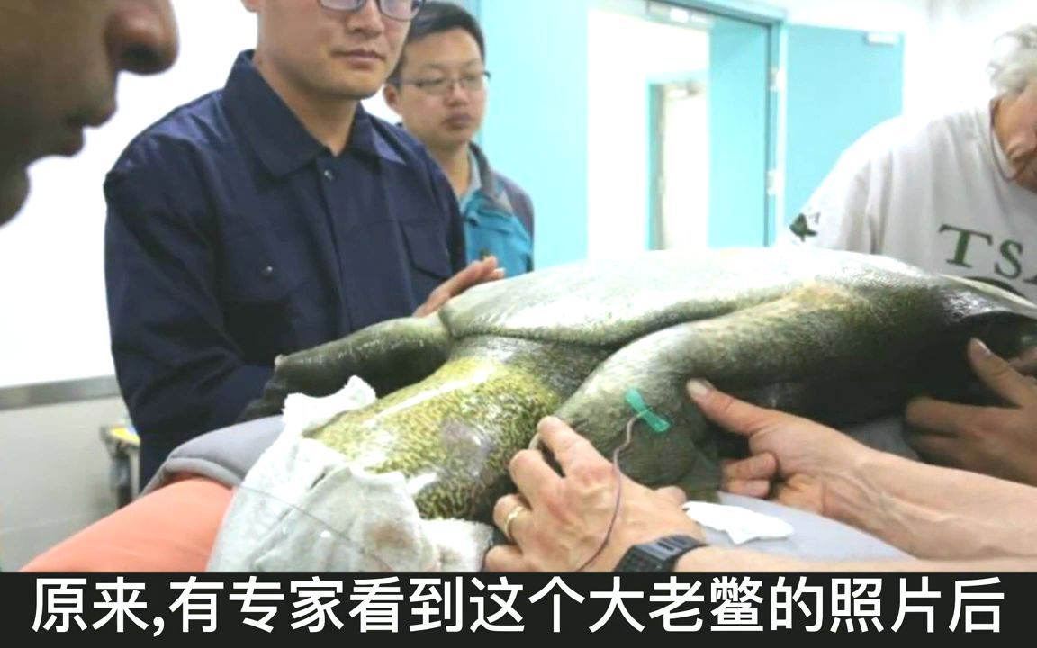 村民捡46斤百年大老鳖,放生后竟惹巨大争议,巨鳖恐将泛滥成灾?