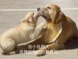 Download Video: 当小抚慰犬突然见到了自己爸爸