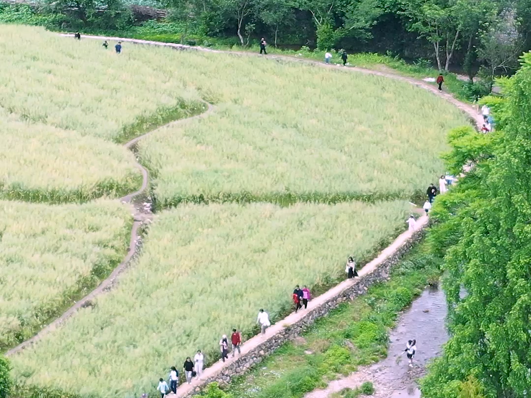 许银炜:天台国清寺外的油菜花田有多治愈,满眼的翠绿,清凉的溪水,走在田埂上,仿佛行于画卷之中.哔哩哔哩bilibili