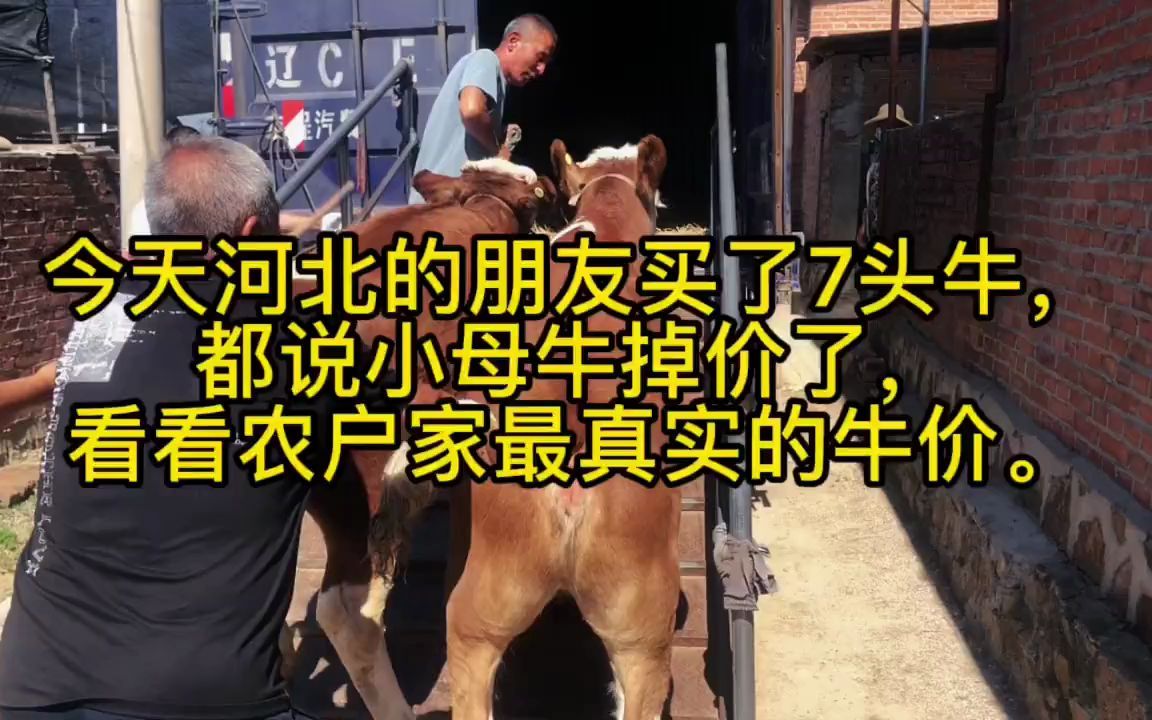 河北的朋友买了7头牛,都说小母牛掉价了看看农户家最真实的牛价哔哩哔哩bilibili