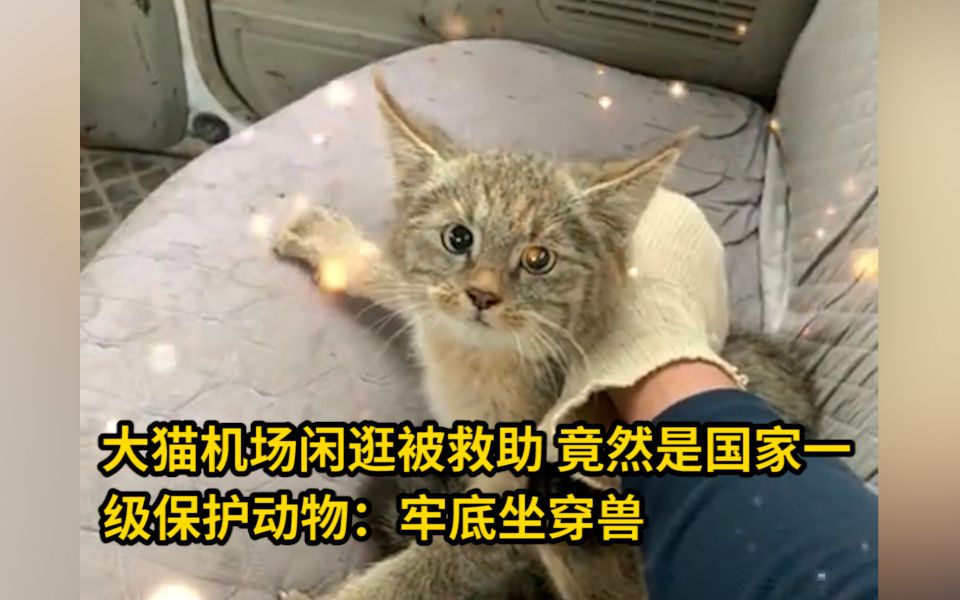 大猫机场闲逛被救助,竟然是国家一级保护动物:牢底坐穿兽