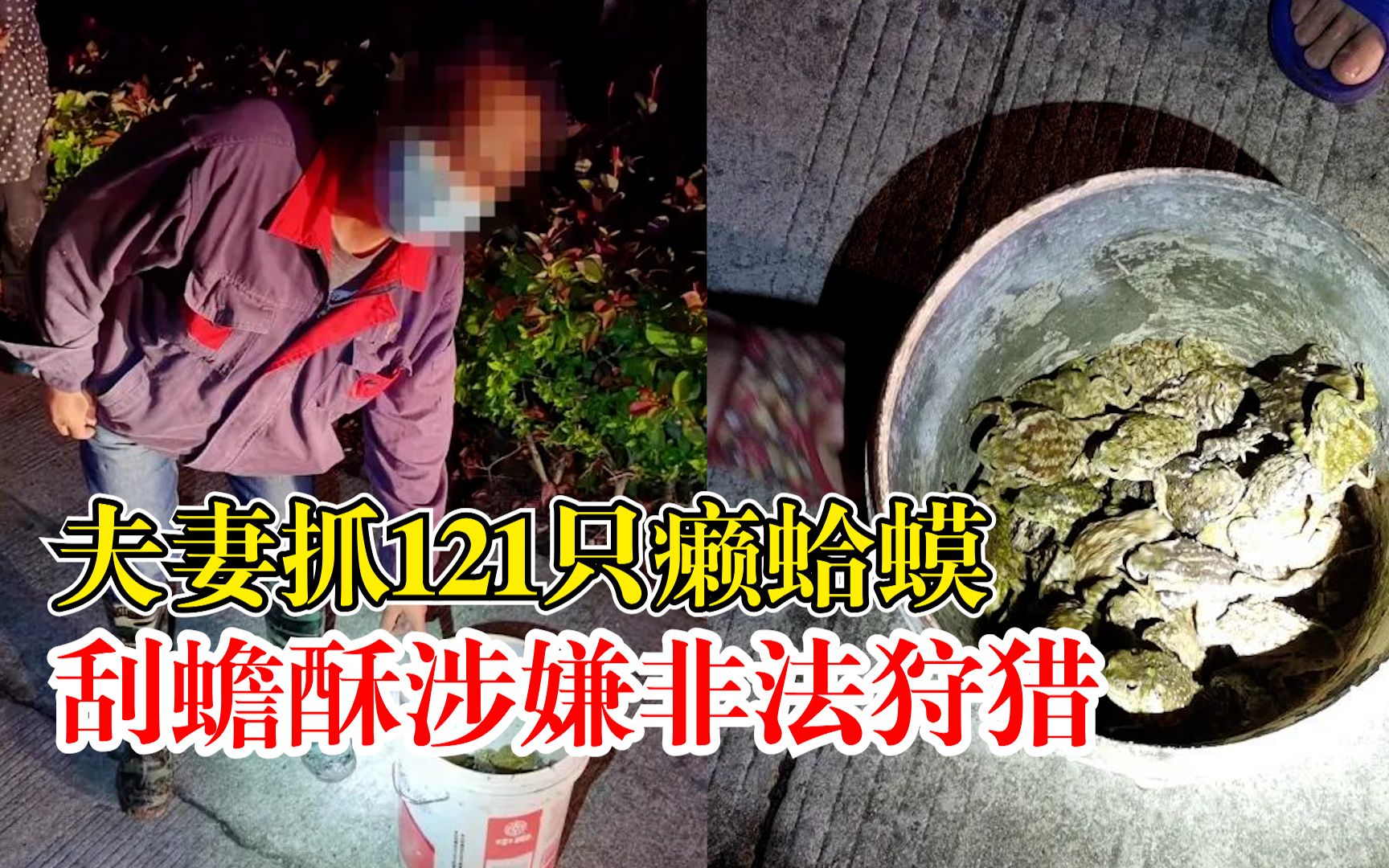 夫妻抓121只蛤蟆刮蟾酥涉嫌非法狩猎:2人均被采取刑事强制措施哔哩哔哩bilibili