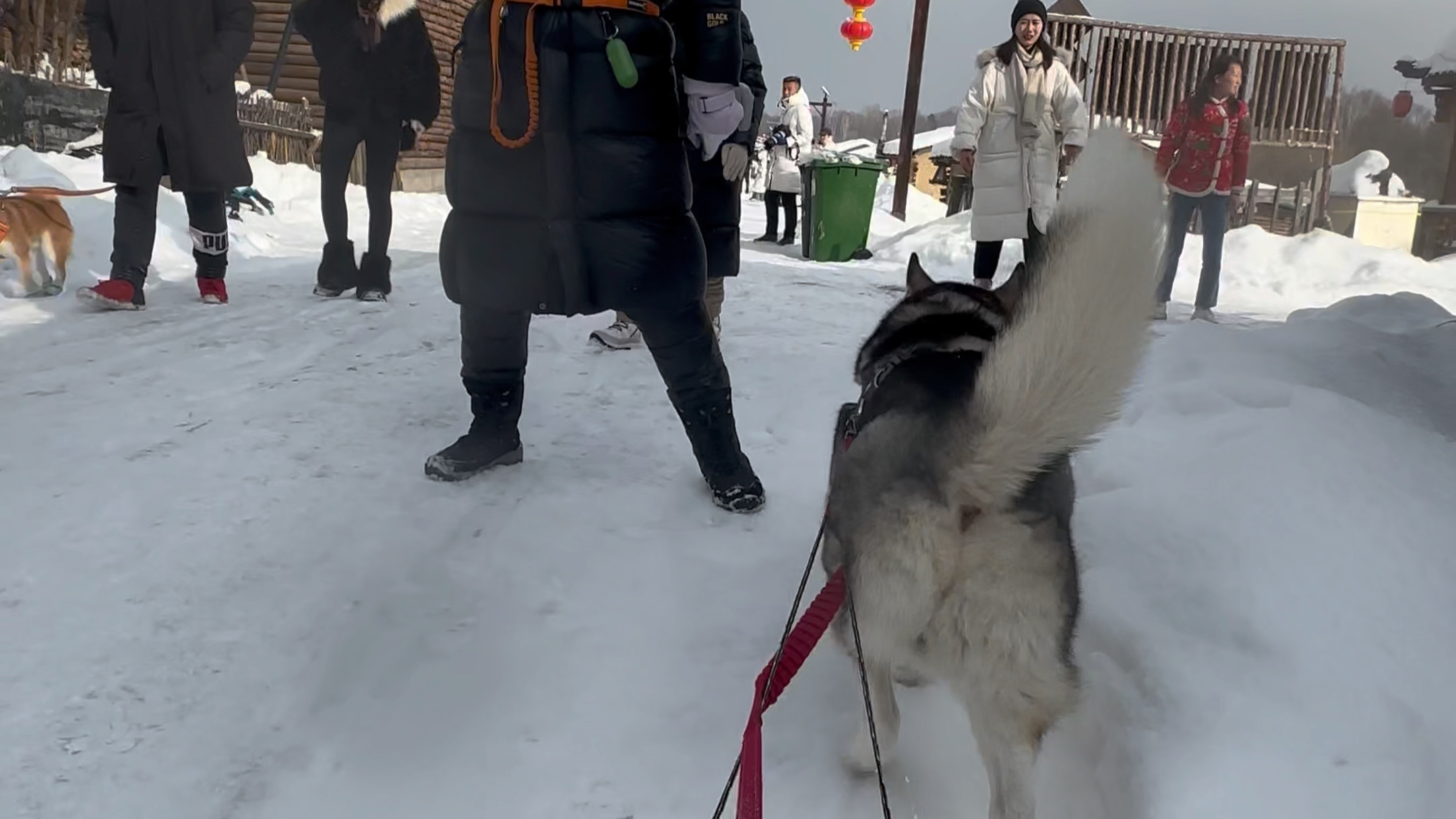 我的哈士奇不是只会拆家的废物，它是精力旺盛的西伯利亚雪橇犬