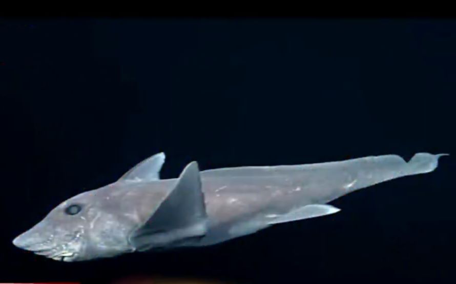 帕加尼幽灵鲨鱼图片