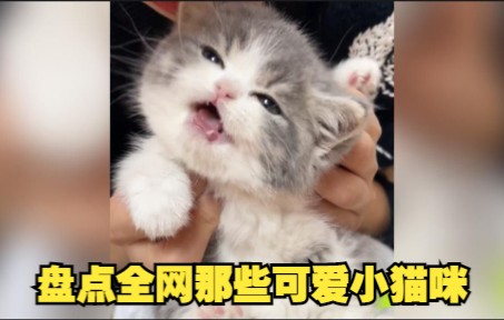 盘点全网那些可爱小猫咪哔哩哔哩bilibili