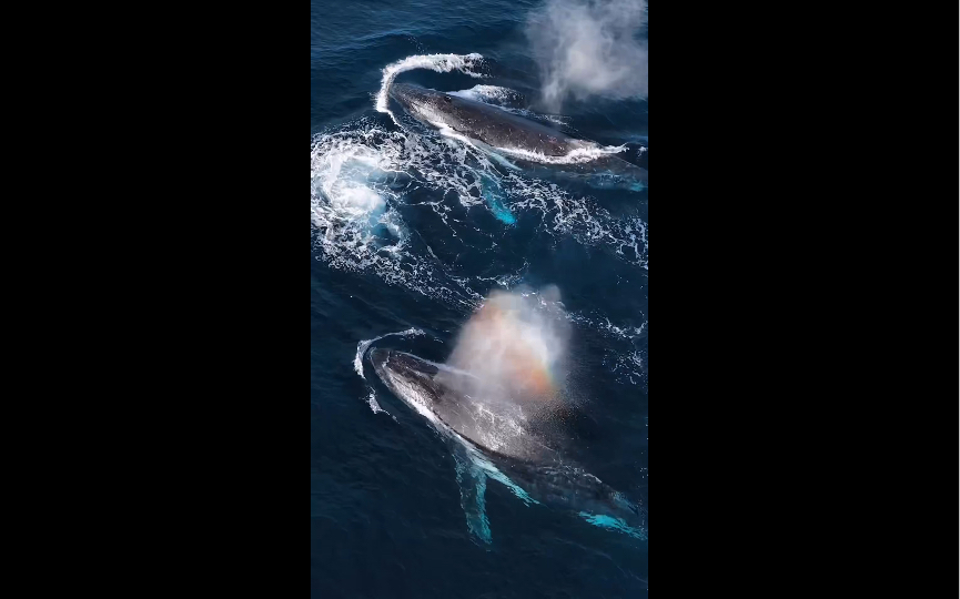 [图]万物有灵且美 震撼心灵的海洋生物