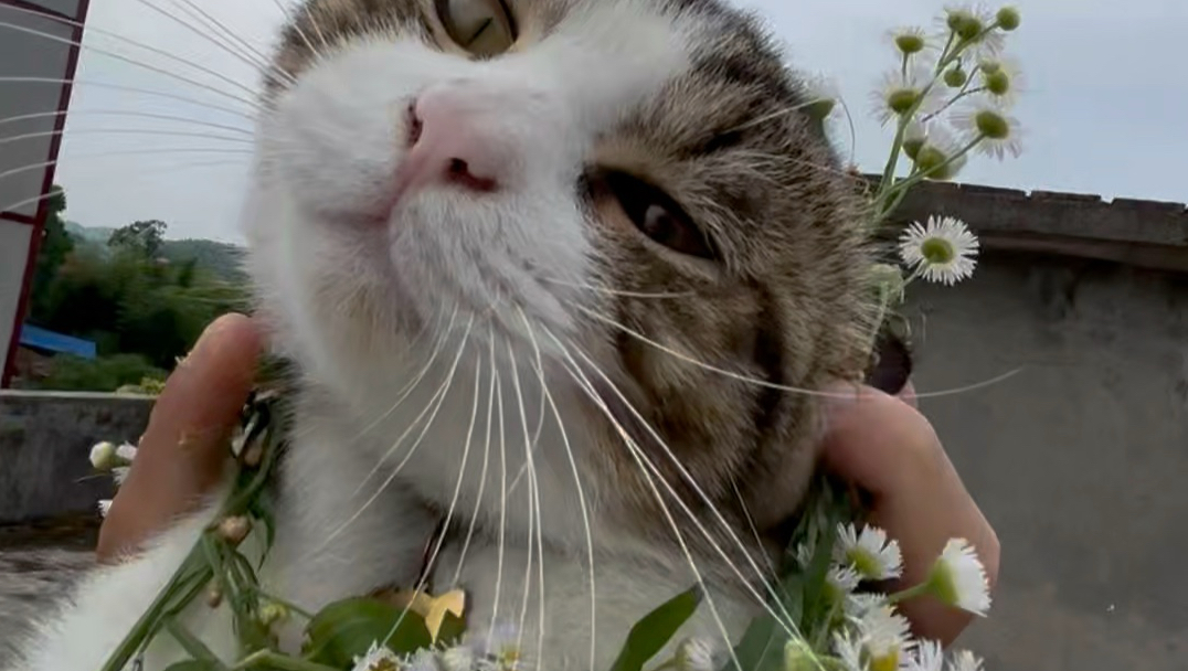 来只豪猫撸一撸～