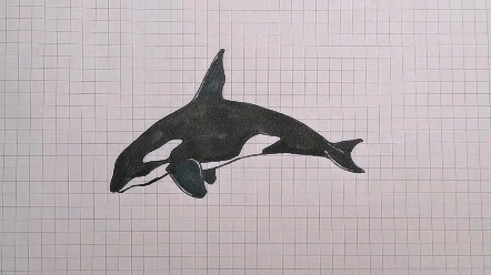 【简笔画】虎鲸绘画教程