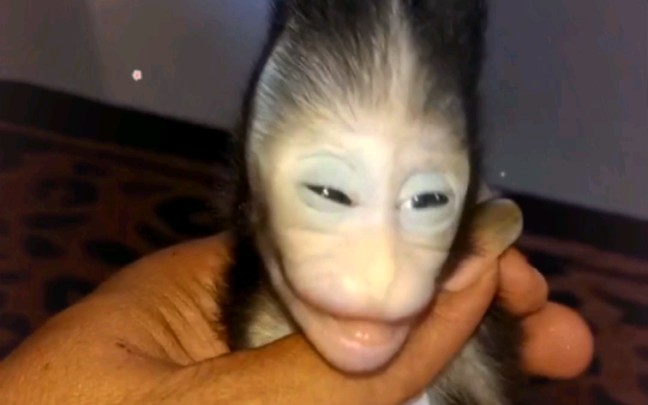 数据园区猴妈刚刚诞下一只畸形头猴宝宝(主页彩蛋) 谁知道这是怎么