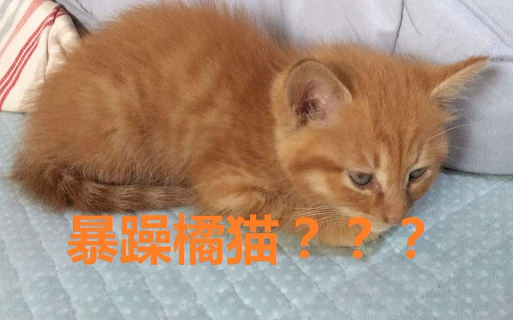 橘猫的性格都那么暴躁吗?哔哩哔哩bilibili