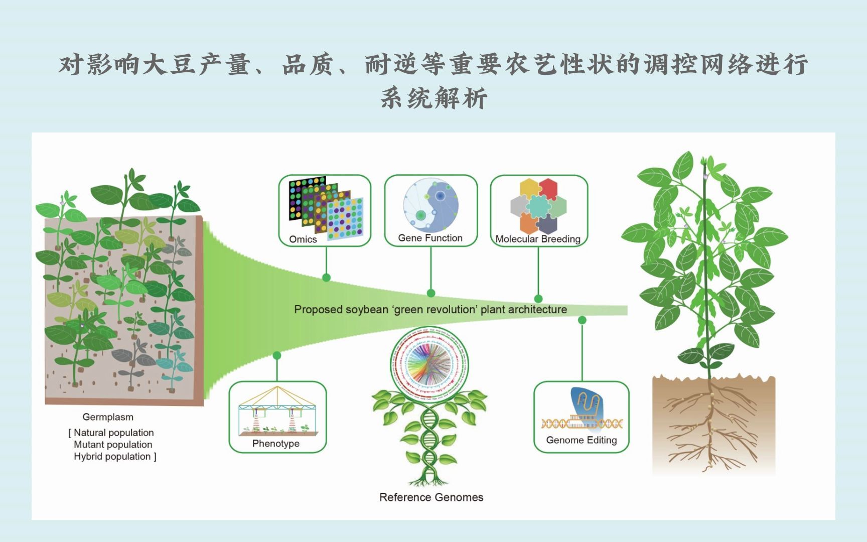 中科院遗传发育所田志喜研究组揭示大豆分枝数的调控机制哔哩哔哩bilibili