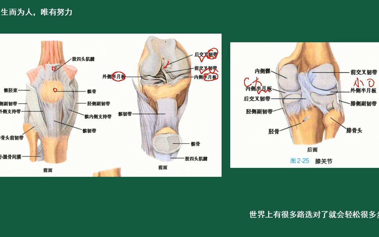 第5集:解剖学运动系统骨学膝关节及其骨结构.哔哩哔哩bilibili