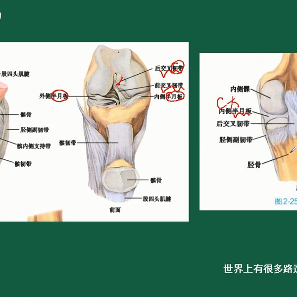 第5集：解剖学-运动系统-骨学-膝关节及其骨结构。_哔哩哔哩_bilibili