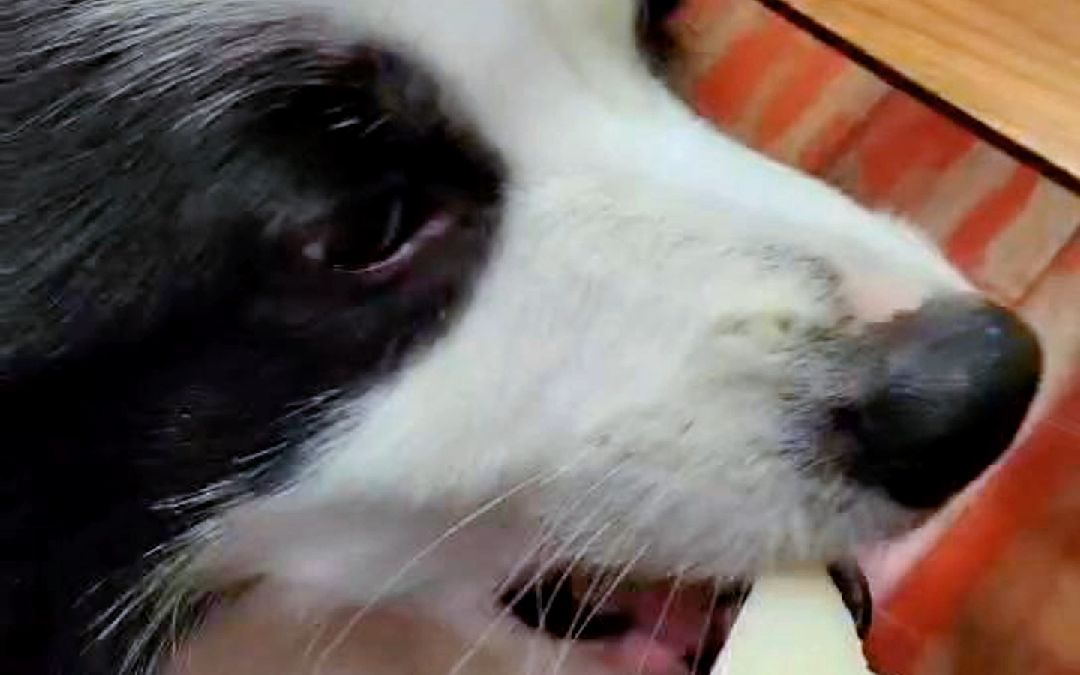 狗是狗,边牧是边牧,面对吃的,还能保持矜持,而且懂得用餐具的礼仪!