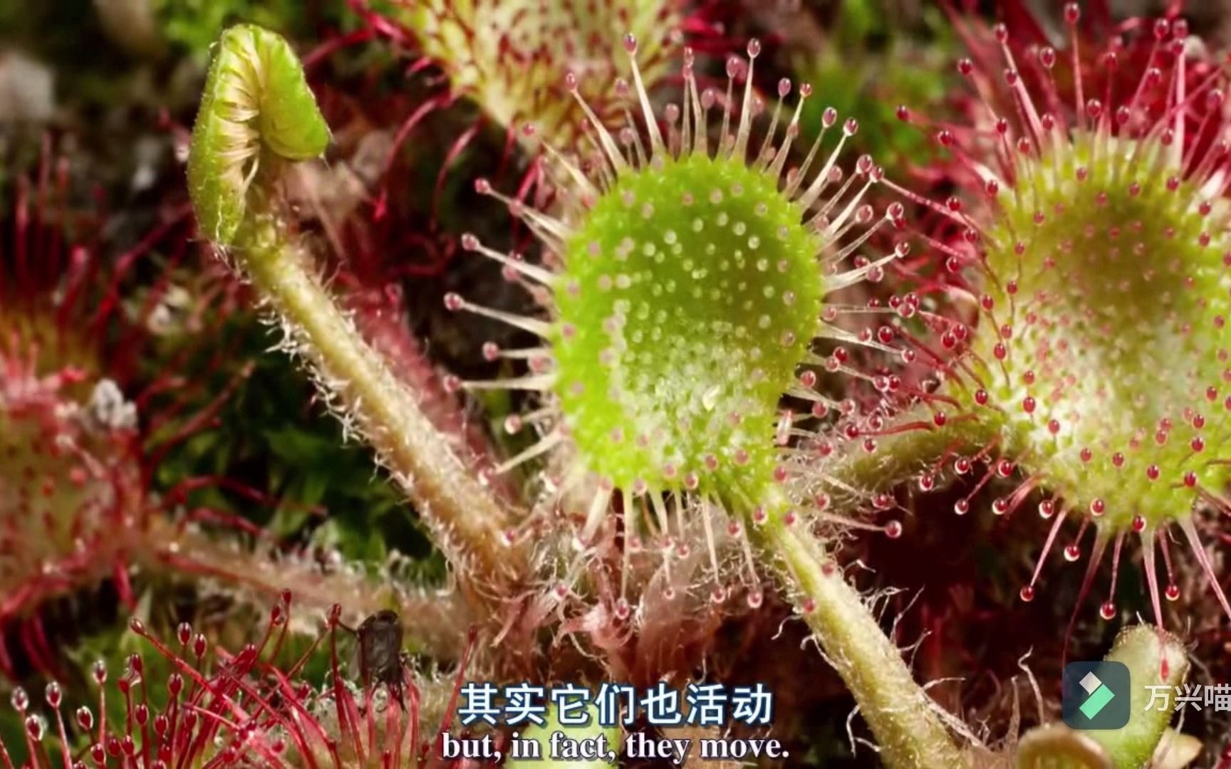 [图]【植物王国】--食虫植物--茅膏菜，来看看它的美丽陷阱吧...