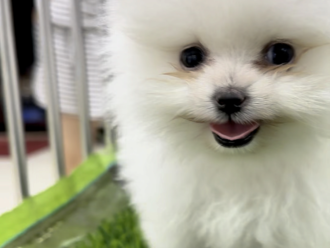 小体博美,太可爱了吧