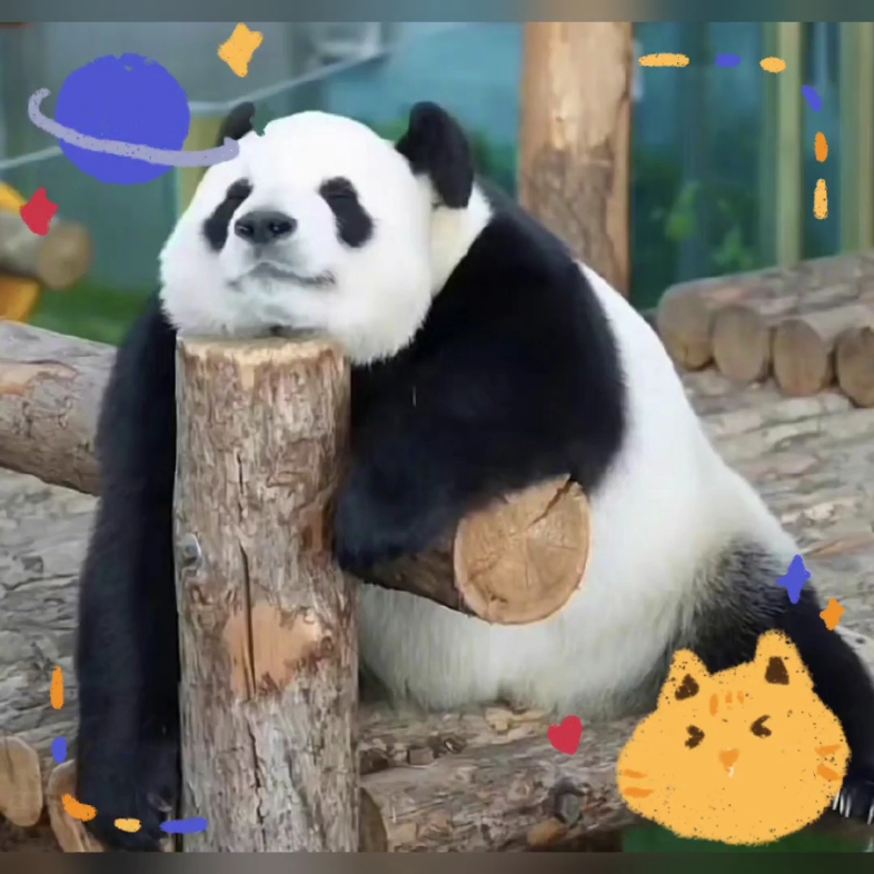 大熊猫飞云睡觉也是微笑脸