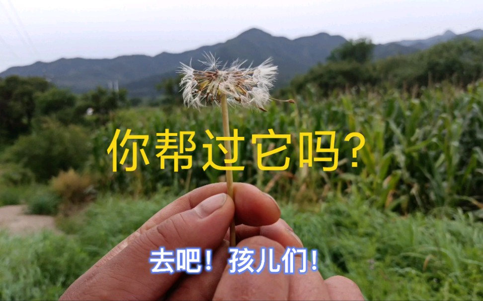 你帮过它吗?——发现100种染料植物,第33种.哔哩哔哩bilibili