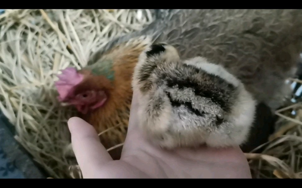 【杂交小鸡】老大:条纹小鸡_哔哩哔哩_bilibili