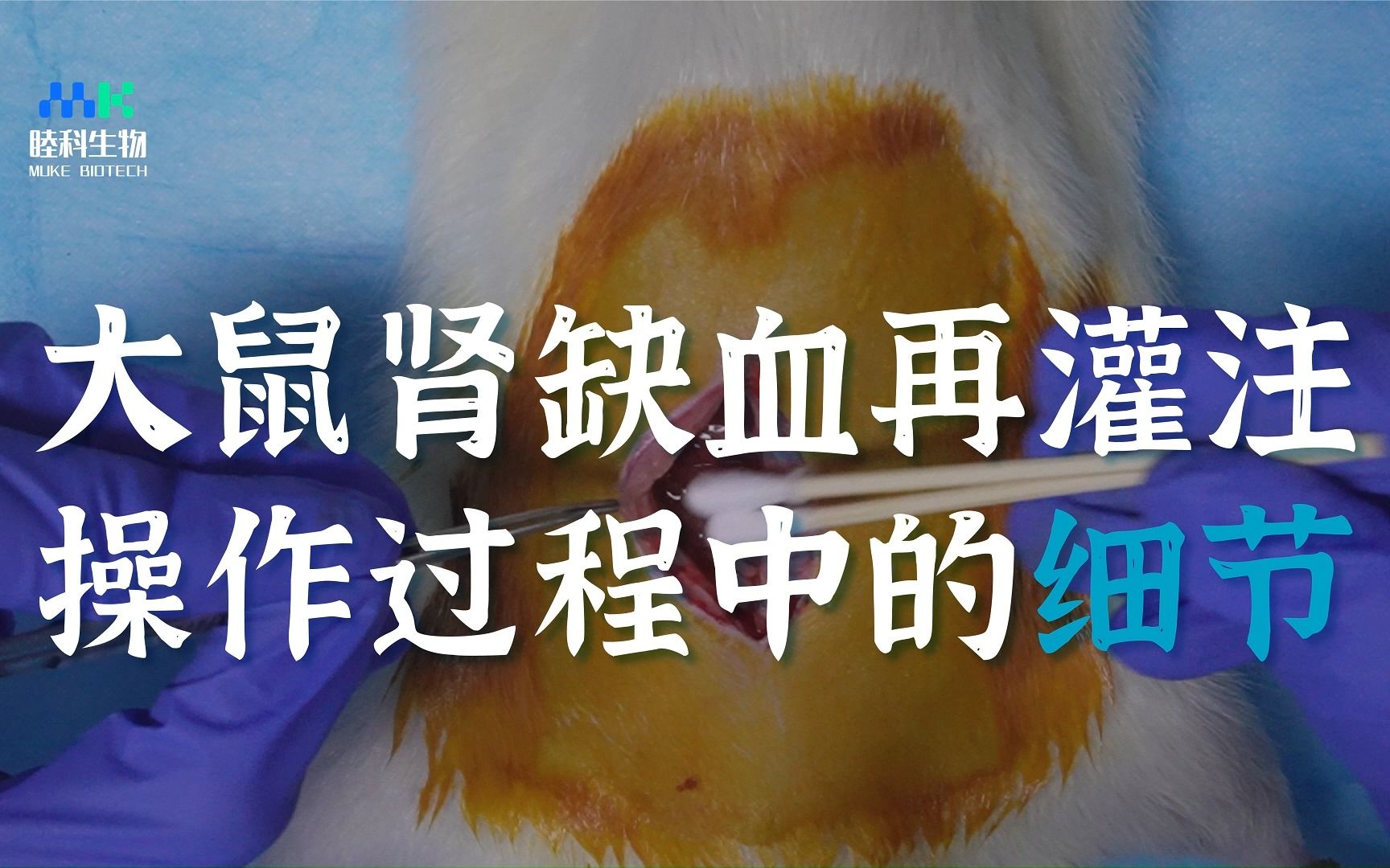 睦科生物 动物疾病模型构建实操-大鼠肾缺血再灌注