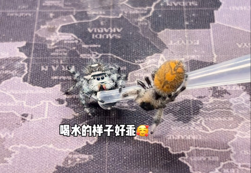 两只小跳蛛抢水喝