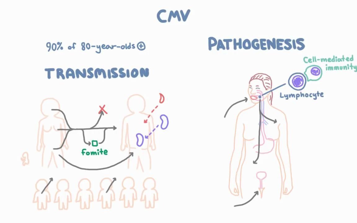 【油管搬运 | 微生物】巨细胞病毒 | CMV Virology  Epidemiology and Pathophysiology哔哩哔哩bilibili