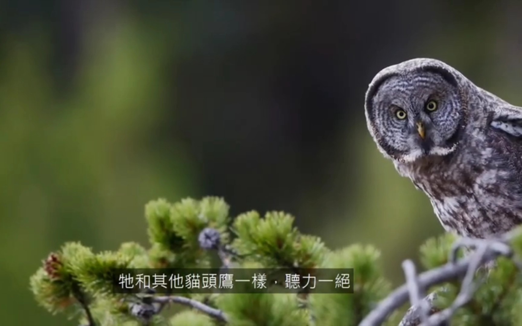 关于猫头鹰的一些科学知识,详解猫头鹰飞行和捕食的技巧特点哔哩哔哩bilibili