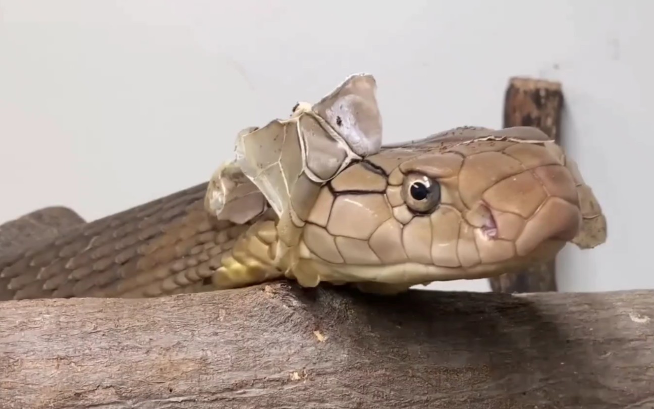 眼镜王蛇脱皮了,丝滑又解压