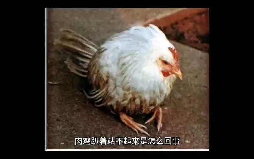 肉鸡瘸腿站不起来是什么原因 肉鸡瘫痪是什么病引起的要如何预防 肉鸡站不起来了怎么治疗 鸡突然站不起来了咋回事 肉鸡突然站不起来了咋回事哔哩哔哩...