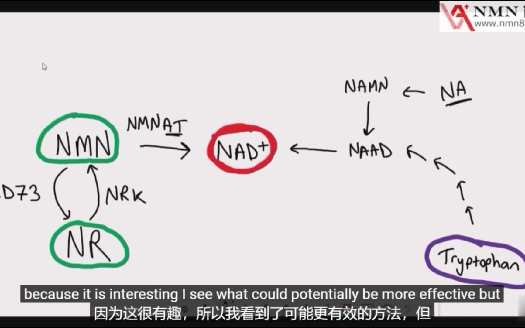 Nad 探索之旅:神奇的NMN哔哩哔哩bilibili