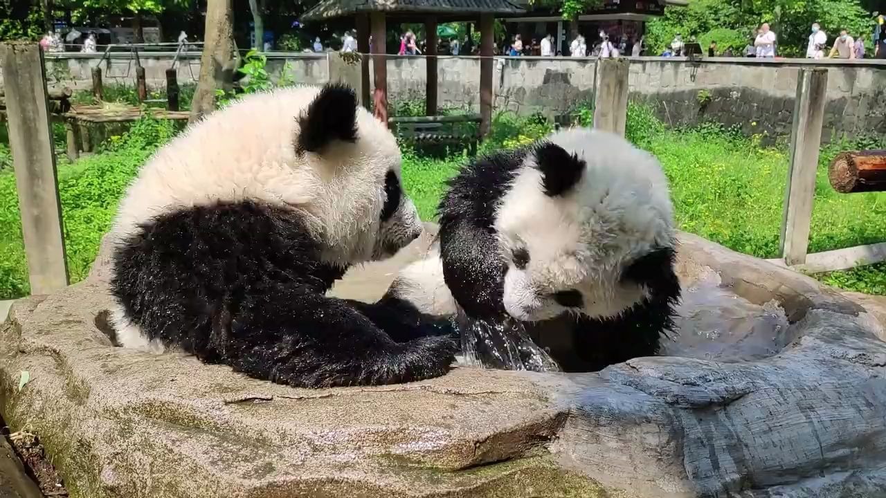 【熊猫】天气热起来了,穿着毛皮大衣的熊团子最爱泡澡,安逸哔哩哔哩bilibili