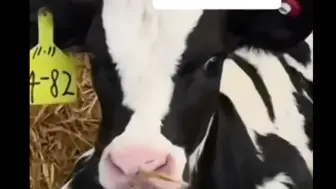 小牛逆天改命