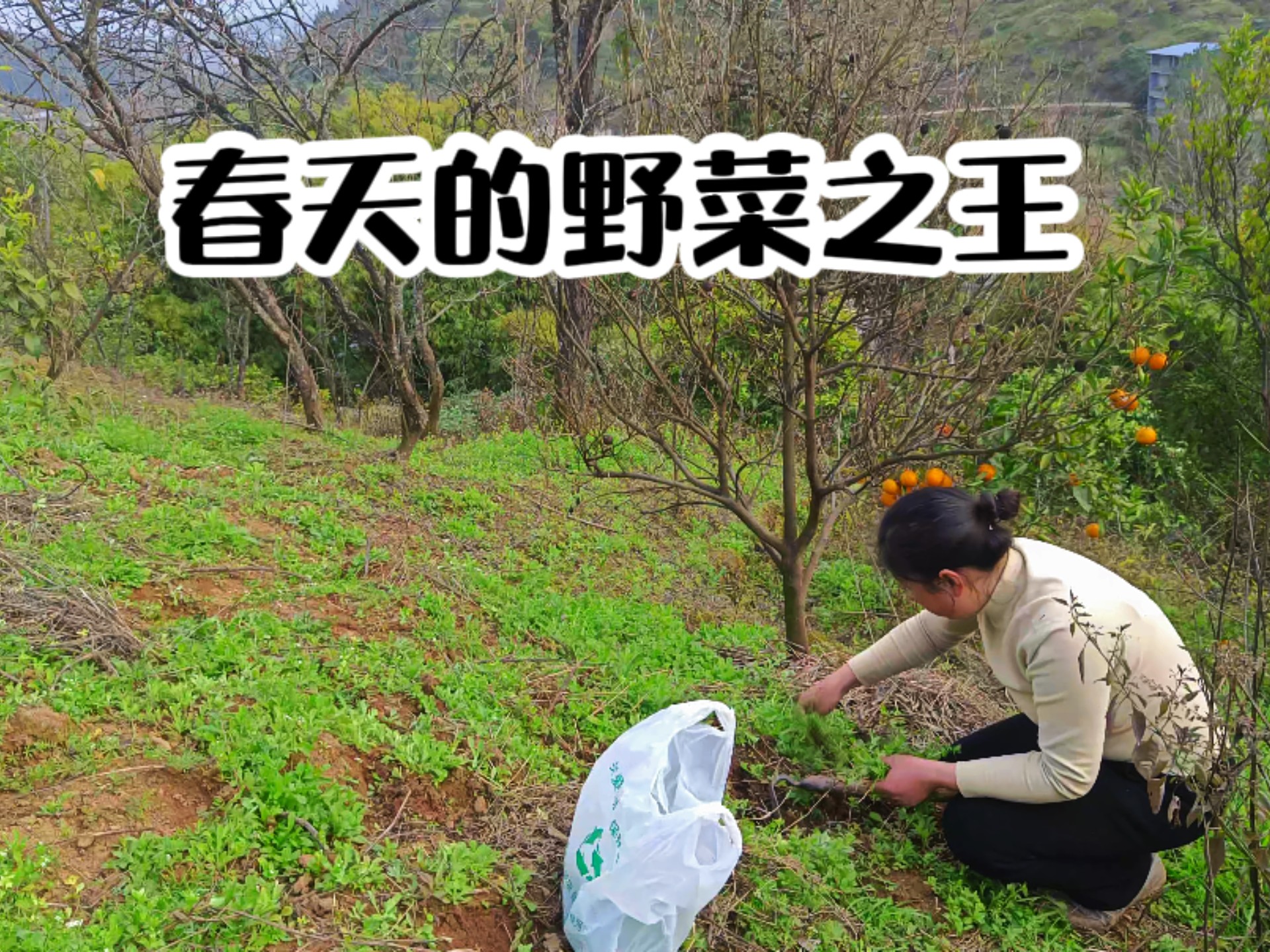 种野菜赚钱吗(种植野菜的前景如何)
