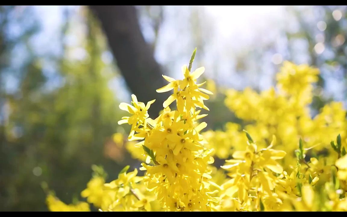 [图]k2279 唯美鲜花盛开花朵绽放花团锦簇春天生机勃勃大海海浪森林学校校园小学诗歌朗诵比赛大屏幕舞台LED背景视频素材