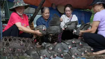 Download Video: 金花赶集卖养殖的山鸡，宗先生农场遭遇暴雨，鸡笼差点被雨水冲走