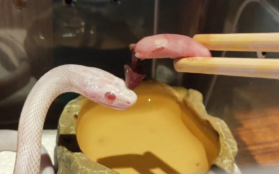 【暴风雪玉米蛇】干饭蛇 第一次吃带胎盘的老鼠,整个蛇都傻了
