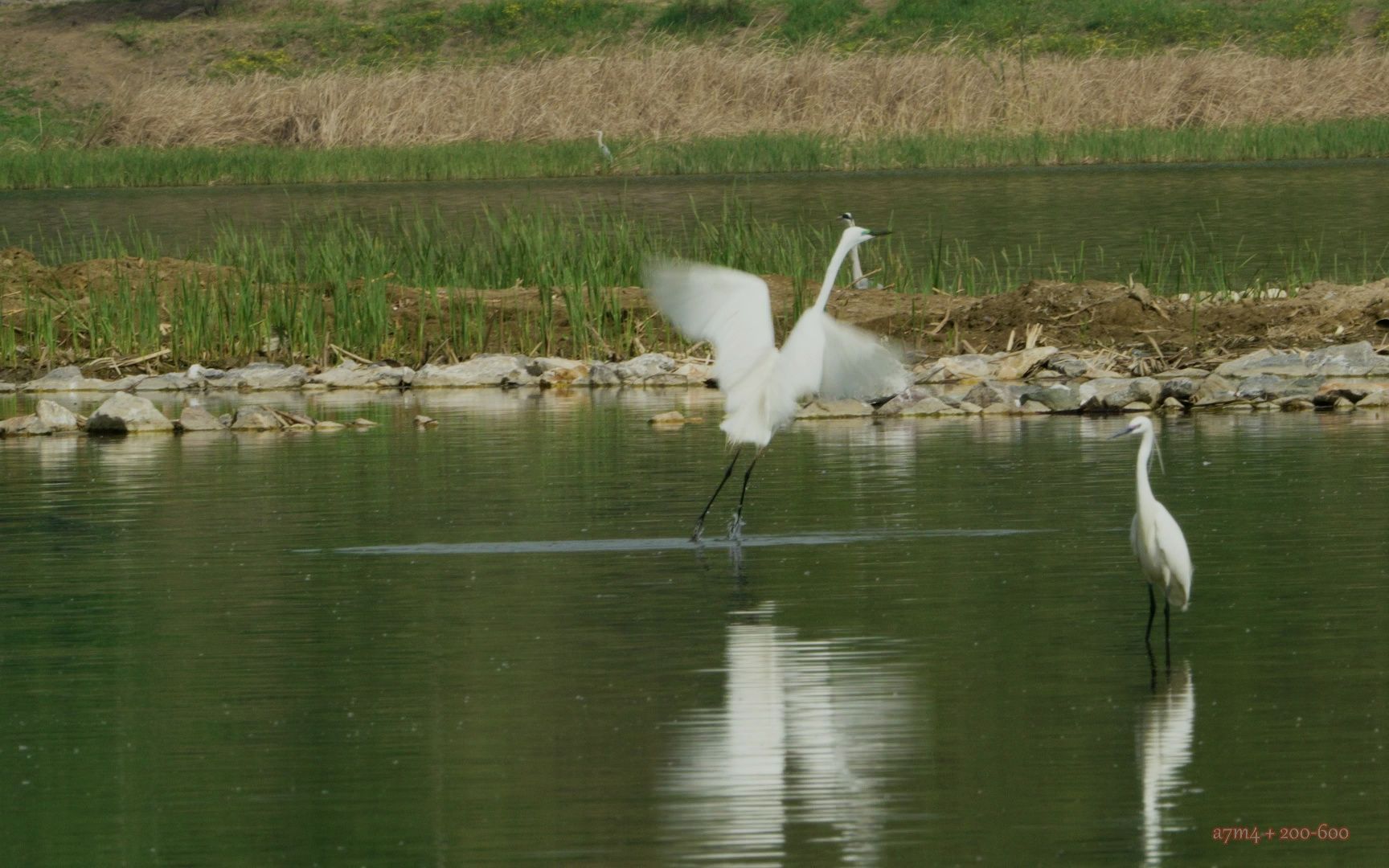 20230419沙河拍鸟