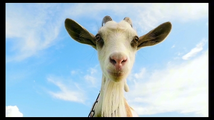 人面龙身神:俺是河南滴,河南洛阳滴