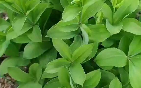 【植物科普】直立百部