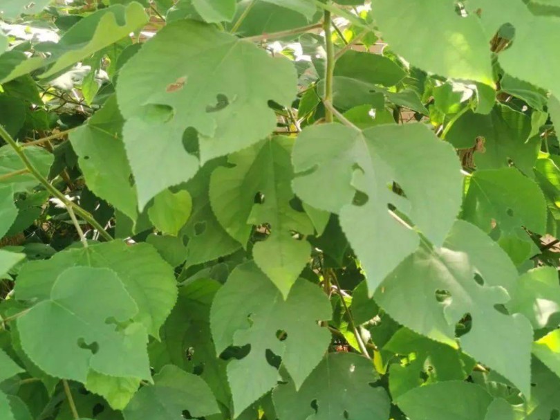 路边常见的野树却是医药活宝——构树