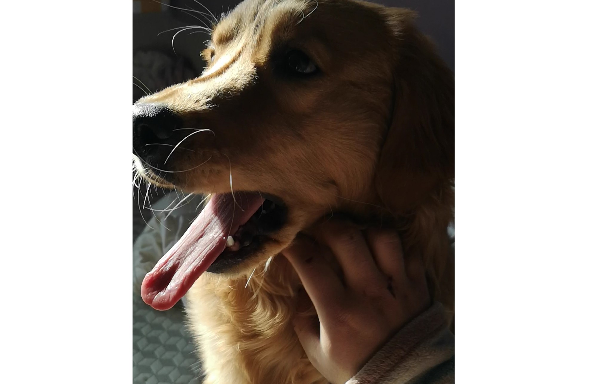 小金毛对挠痒上瘾了,一停下来马上巴拉我,真是个狗精!