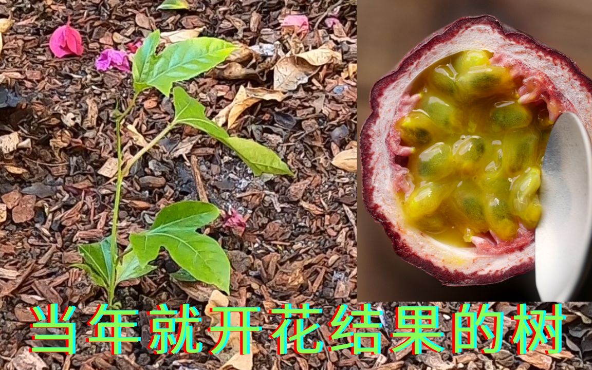 [图]当年种就能开花结果的树 #百香果