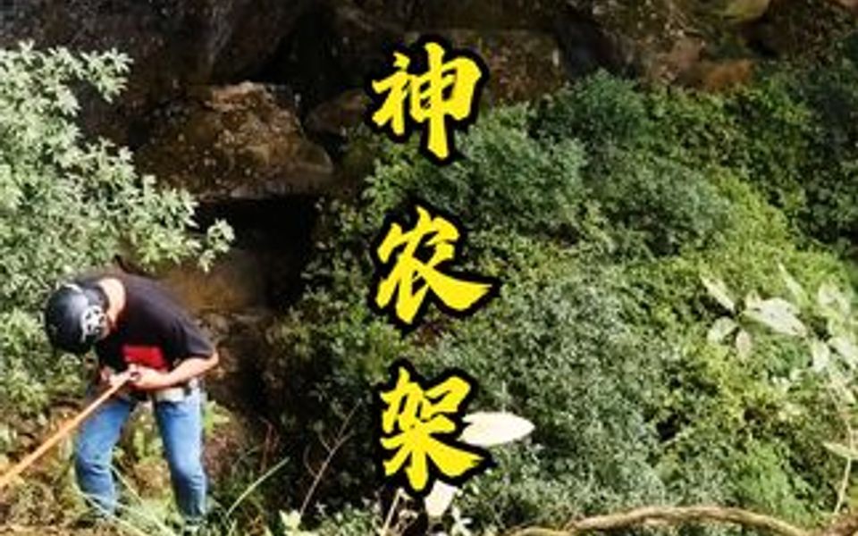 [图]神农架的天坑里，究竟藏着什么宝贝