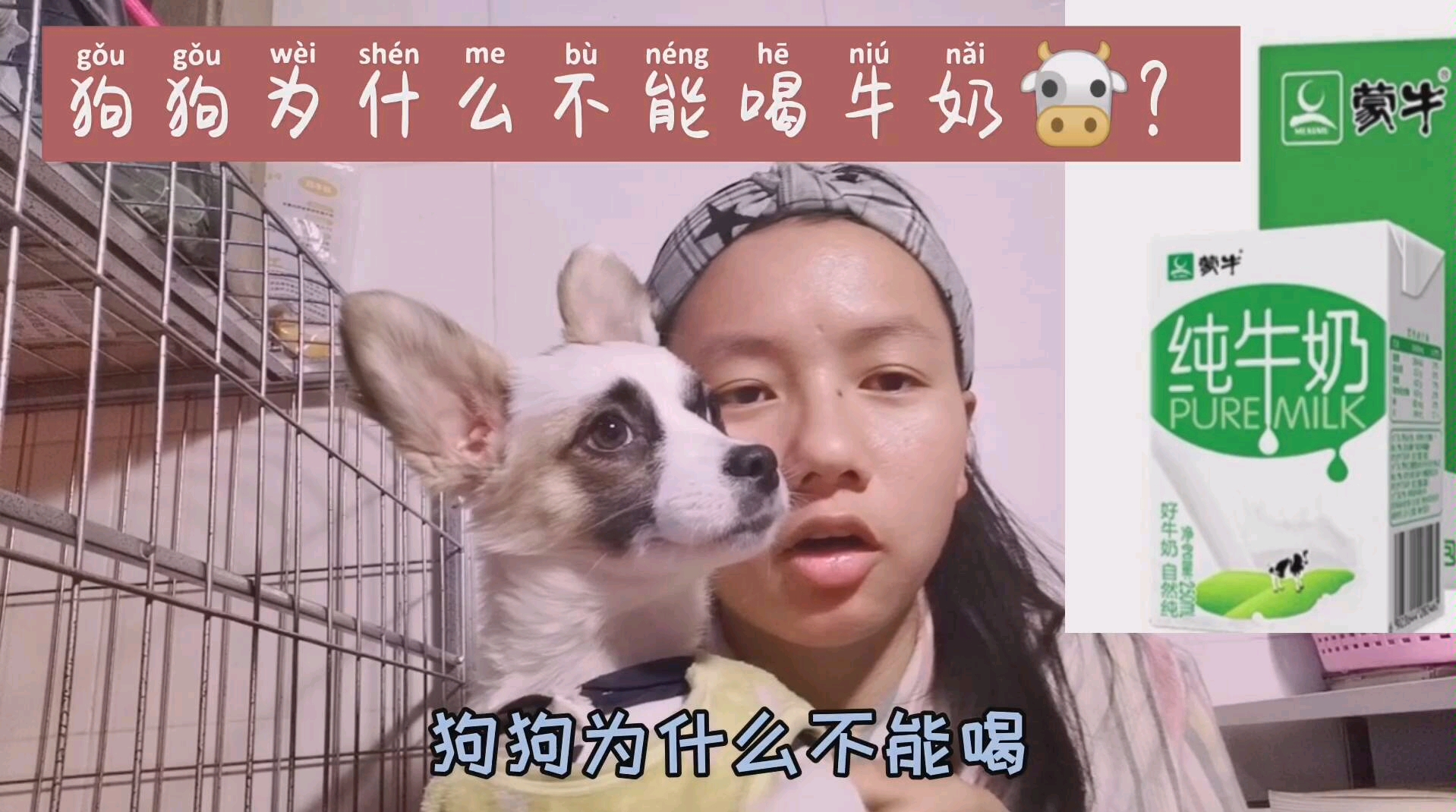 狗狗为什么不能喝牛奶?哔哩哔哩bilibili