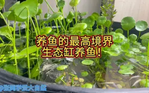 Download Video: 养鱼的最高境界，生态缸养鱼！