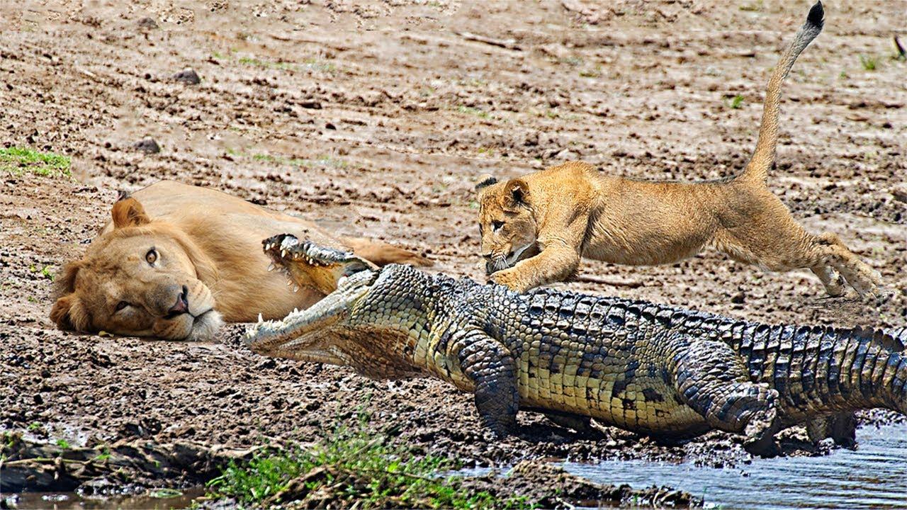 狮子与鳄鱼-惊人的鳄鱼过河时击落了两只兄弟狮子!